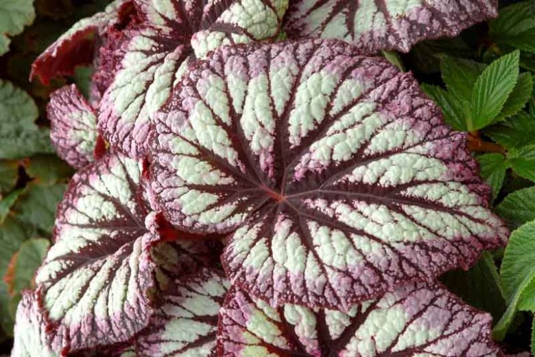 Begonia 'Fireworks', Rex Begonia 'Fireworks', Rex Cultorum Begonias, shade loving plants, shade plants, Silver Leaves, Purple Leaves, Bicolor Leaves