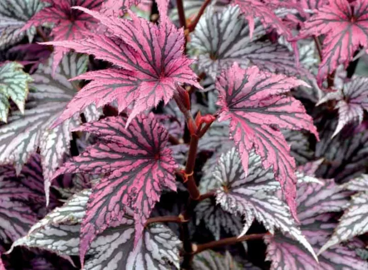 Begonia 'Garden Angel Blush', Garden Angel Blush Begonia, shade loving plants, summer flower bulbs, shade plants, Silver Leaves, Purple Leaves