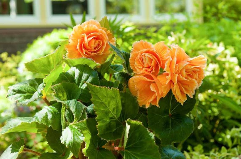 Begonia 'Picotee Lace Apricot', Picotee Lace Apricot Begonia, Tuberhybrida Begonia 'Picotee Lace Apricot', Amerihybrid Tuberous Begonias Lace Apricot, Laced Tuberous Begonia, shade loving plants, summer flower bulbs, shade plants, Shade flowers, Apricot flower, Apricot Begonia