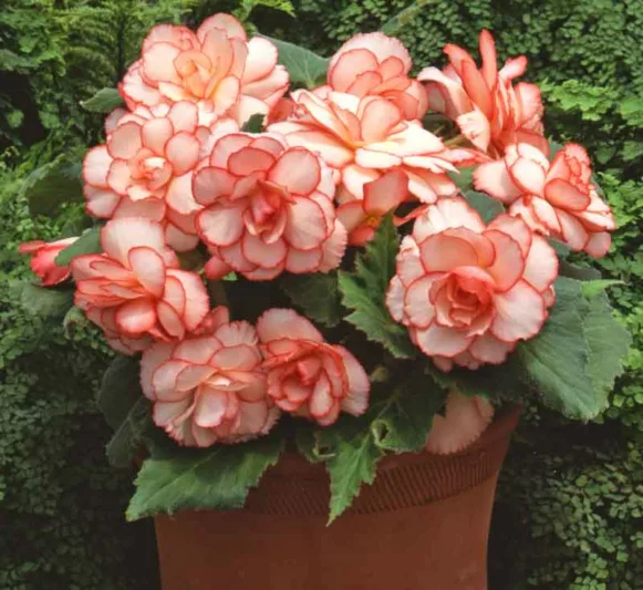 Begonia 'Picotee Calypso', Tuberhybrida Begonia 'Picotee Calypso ', Picotee Begonias, Tuberous Begonias, Cream Begonias, Bicolor Begonias, shade loving plants, summer flower bulbs, shade plants, Shade flowers