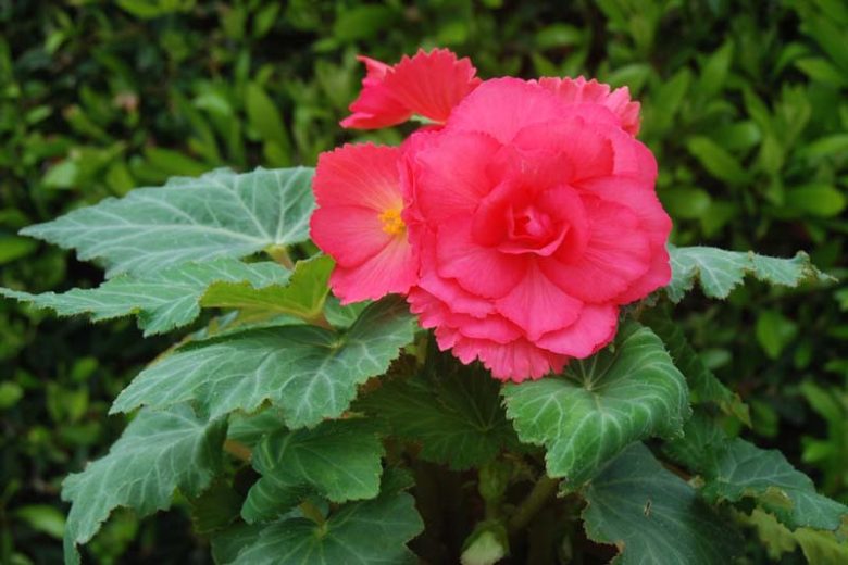 Begonia 'Roseform Rose', Tuberhybrida Begonia 'Roseform Rose', Double Begonias, Tuberous Begonias, Pink Begonias, shade loving plants, summer flower bulbs, shade plants, Shade flowers