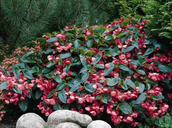 Begonia 'Dragon Wing Pink', 'Pink Dragon Wing' Begonia, Tuberous Begonia, 'Angel-Wing' Begonia, Begonia Hybrid, shade loving plants, summer flower bulbs, shade plants, Shade flowers, shade loving flowers