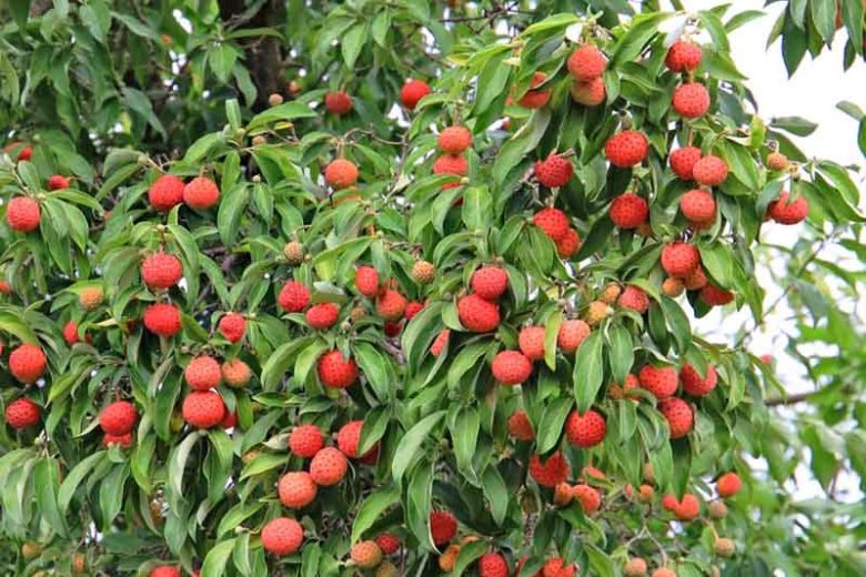 Cornus capitata,Evergreen Dogwood, Bentham's Cornel, Headed-Flowered Dogwood, Himalayan Evergreen Dogwood, Benthamidia capitata, Benthamidia fragifera, Flowering Shrubs, White flowers, Red Fruits, Red Berries
