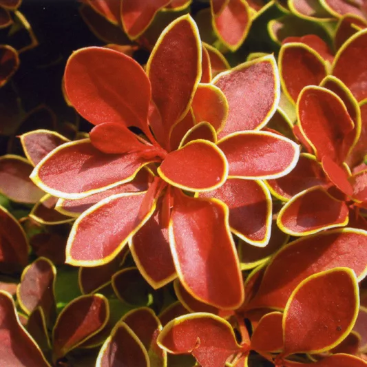 thunbergii f. atropurpurea 'Admiration', Japanese Barberry 'Admiration', Berberis thunbergii 'Admiration', Berberis 'Admiration', Pink Berberis