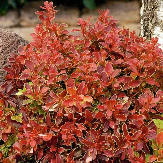 thunbergii f. atropurpurea 'Admiration', Japanese Barberry 'Admiration', Berberis thunbergii 'Admiration', Berberis 'Admiration', Pink Berberis