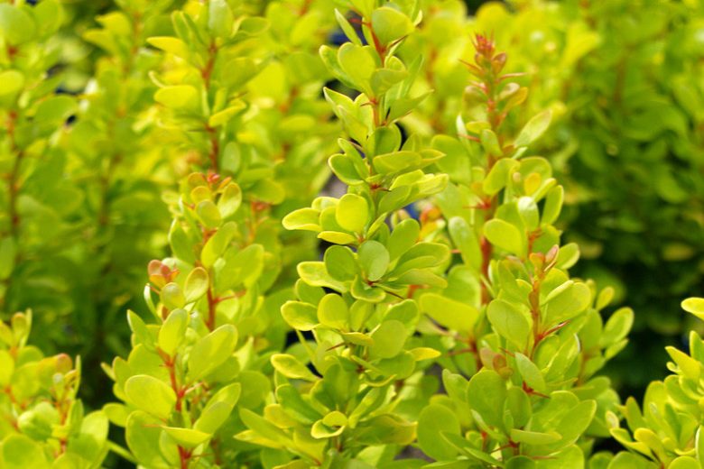 Berberis thunbergii Golden Rocket, Japanese Barberry 'Golden Rocket', Thunberg's Barberry 'Golden Rocket', Deciduous Shrubs, Foliage Shrub, Shrub with berries, Yellow shrub, Fall color