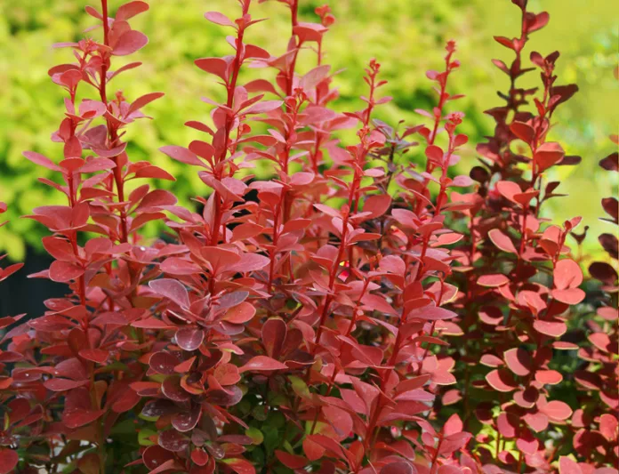 Berberis thunbergii Orange Rocket, Japanese Barberry 'Orange Rocket', Thunberg's Barberry 'Orange Rocket', Deciduous Shrubs, Foliage Shrub, Shrub with berries, Orange shrub, Fall color