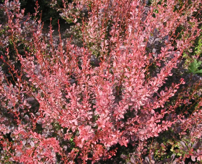 Berberis thunbergii Rosy Rocket, Japanese Barberry 'Rosy Rocket', Thunberg's Barberry 'Rosy Rocket', Deciduous Shrubs, Foliage Shrub, Shrub with berries, Pink shrub, Fall color