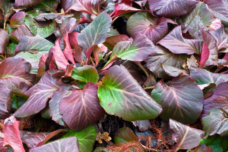 Bergenia 'Bressingham Ruby',Heartleaf Bergenia 'Bressingham Ruby', Elephant's Ears 'Bressingham Ruby', Winter Bergonia 'Bressingham Ruby', Pigsqueak 'Bressingham Ruby', Pink Bergenia, Red Bergenia, Evergreen Perennial