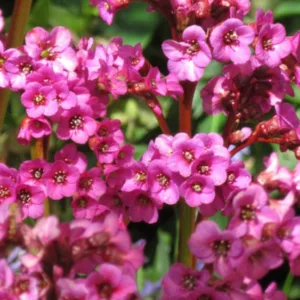 Bergenia 'Eroica',Heartleaf Bergenia 'Eroicae', Elephant's Ears 'Eroica', Winter Bergonia 'Eroica', Pigsqueak 'Eroica', Purple Bergenia, Evergreen Perennial, Pink Bergenia
