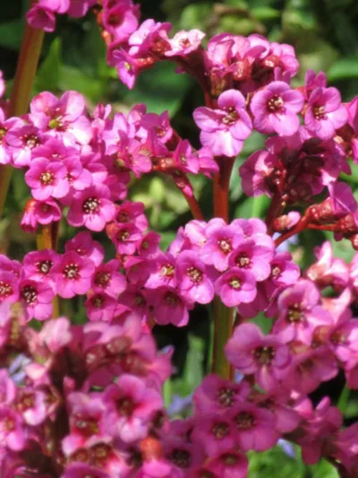 Bergenia 'Eroica',Heartleaf Bergenia 'Eroicae', Elephant's Ears 'Eroica', Winter Bergonia 'Eroica', Pigsqueak 'Eroica', Purple Bergenia, Evergreen Perennial, Pink Bergenia