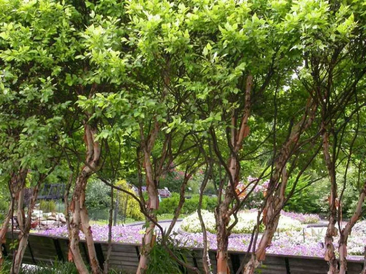 Betula nigra 'Little King' Fox Valley, River Birch 'Little King', River Birch 'Fox Valley', Tree with fall color, Fall color, Attractive bark Tree