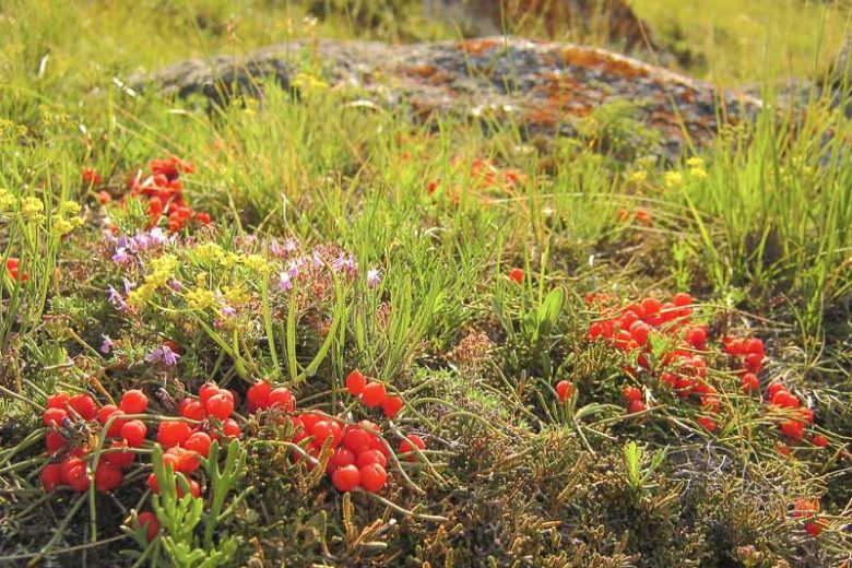 Ephedra equisetina, Bluestem Joint Fir, Mongolian Ephedra, Waterwise Perennial