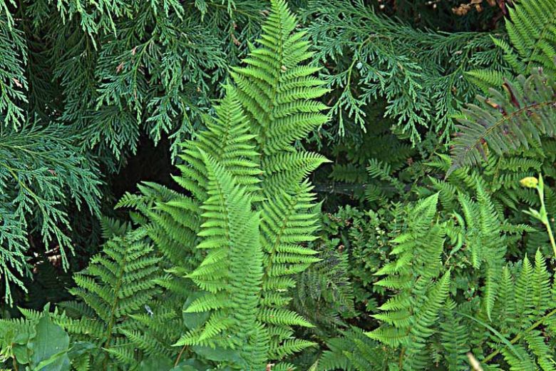Dryopteris intermedia, Intermediate Woodfern, Shade plants, shade perennial, plants for shade, California Native Plants