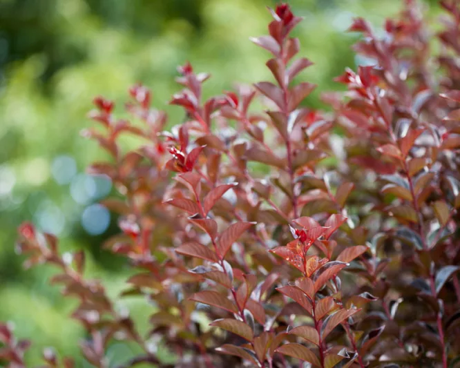 Lagerstroemia Ruffled Red Magic™, Crape Myrtle Ruffled Red Magic™, Crapemyrtle Ruffled Red Magic™, Shrub, Red Flowers, Red Crape Myrtle, Dark Leaves, Dark Crape Myrtle