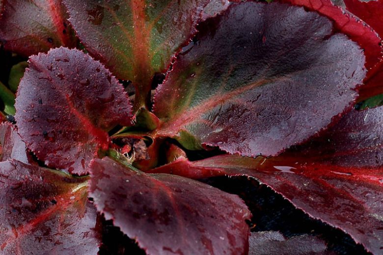 Bergenia 'Sakura', Elephant's Ears 'Sakura', Pig Squeak 'Sakura', Pink Bergenia, Evergreen Perennial, Shade Perennial