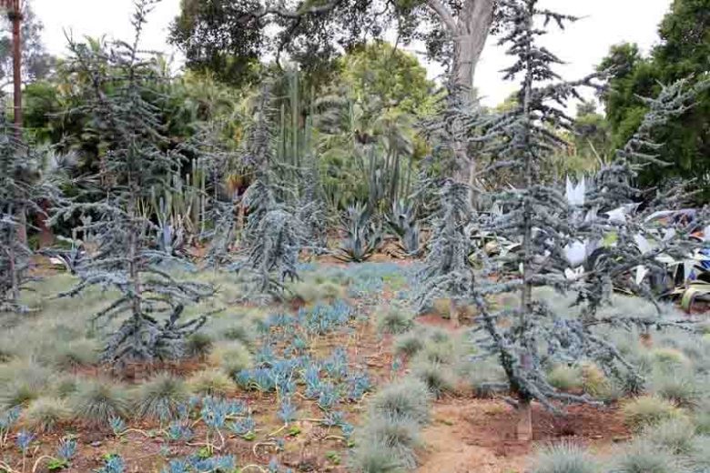 Cedrus atlantica 'Glauca',  Atlas Cedar 'Glauca', Blue Atlas Cedar 'Glauca', Conifer, Evergreen Tree, Blue Conifer