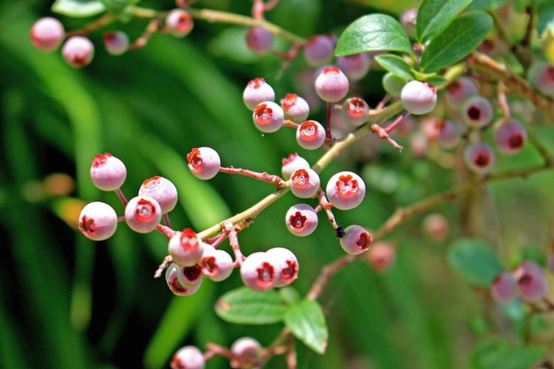 Vaccinium corymbosum Pink Popcorn, Highbush Blueberry 'Pink Popcorn', Blueberry 'Pink Popcorn', Berries, Pink Blueberries