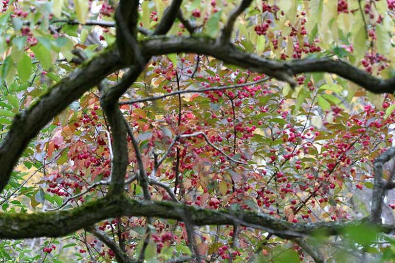 Euonymus Atropurpureus, Eastern Wahoo, Burning Bush, shrubs, fall color, shrub with berries, red leaves