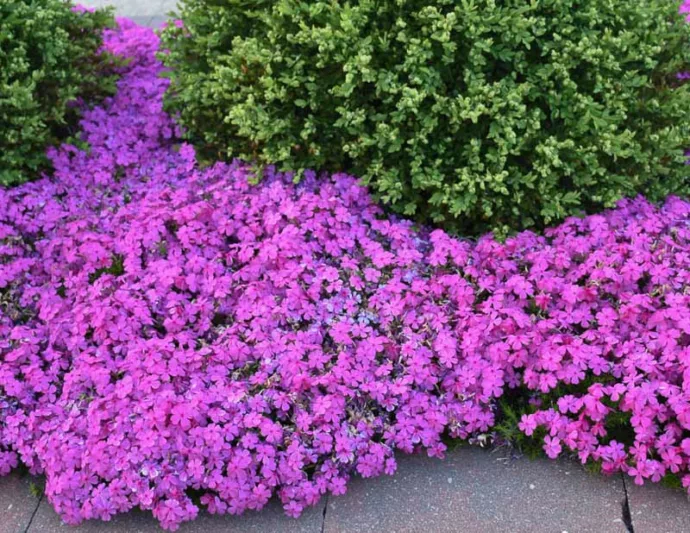 Phlox Subulata 'Drummond's Pink', Phlox 'Drummond's Pink', Alpine Phlox 'Drummond's Pink', Moss Phlox 'Drummond's Pink', Creeping phlox 'Drummond's Pink', Pink Phlox, Pink flowers