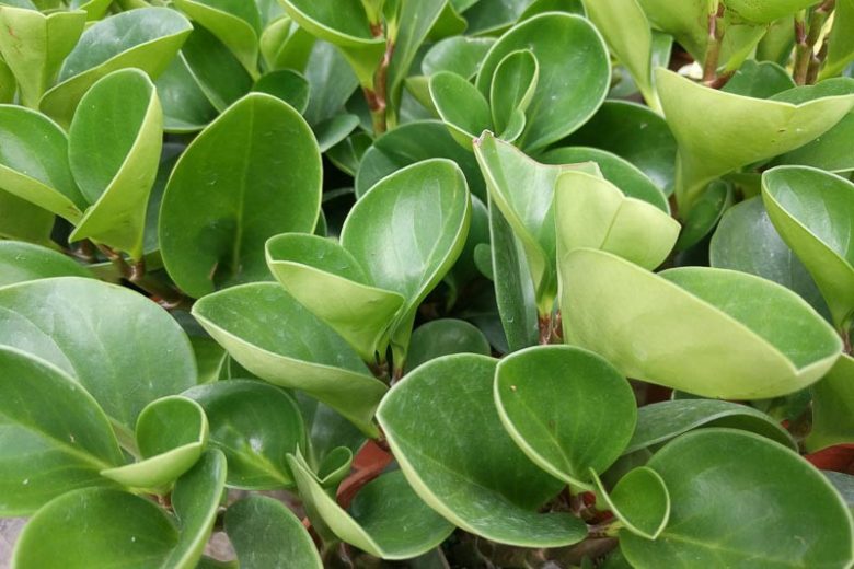 Peperomia obtusifolia, Baby Rubberplant, Baby Rubber Plant, American Rubber Plant, Pepper Face,, Florida Native Plant, Florida Native Perennial, Evergreen Perennial, House Plant