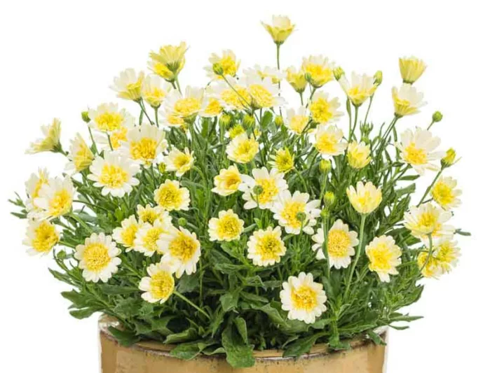 Osteospermum 'Bright Lights Double Moonglow', African Daisy 'Bright Lights Double Moonglow', Cape Daisy 'Bright Lights Double Moonglow', Bright Lights Series, evergreen perennial, evergreen shrub, yellow flowers