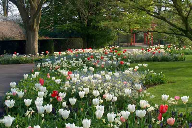 Narcissus Segovia, Daffodil Segovia,Narcisse Segovia, Small-Cupped Daffodils, white daffodil, Award daffodil, AGM daffodil