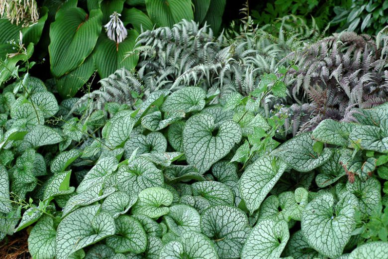 Brunnera Alexander's Great, Brunnera macrophylla 'Alexander's Great', Siberian Bugloss 'Alexander's Great', Heartleaf Brunnera 'Alexander's Great', False Forget-Me-Not 'Alexander's Great', blue flowers, spring flowers