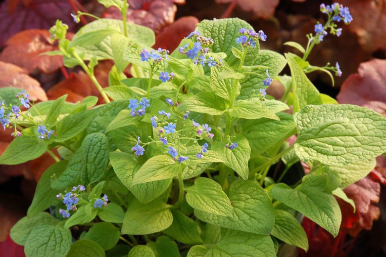 Brunnera Diane's Gold, Brunnera macrophylla 'Diane's Gold', Siberian Bugloss Diane's Gold, Heartleaf Brunnera Diane's Gold, False Forget-Me-Not Diane's Gold, blue flowers, spring flowers