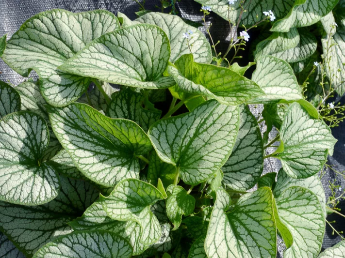 Brunnera Silver Charm, Siberian Bugloss 'Silver Charm', Heartleaf Brunnera 'Silver Charm', False Forget-Me-Not 'Silver Charm', blue flowers, spring flowers