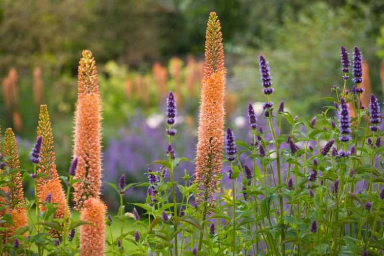 Eremurus x Isabellinus 'Cleopatra', Eremurus Isabellinus 'Cleopatra', Foxtail Lily 'Cleopatra', Desert Candle 'Cleopatra', Giant Desert Candle 'Cleopatra', Orange flowers
