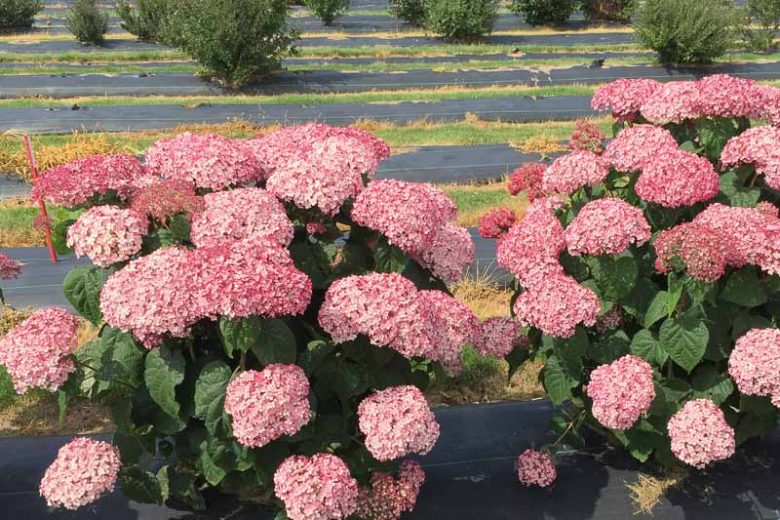 Hydrangea Arborescens Incrediball Blush, Incrediball Blush Smooth Hydrangea, Incrediball Blush Wild Hydrangea, Smooth Hydrangea Incrediball Blush, Wild HydrangeaIncrediball Blush, Hydrangea arborescens 'NCHA4', Hydrangea  arborescens Sweet Annabelle,