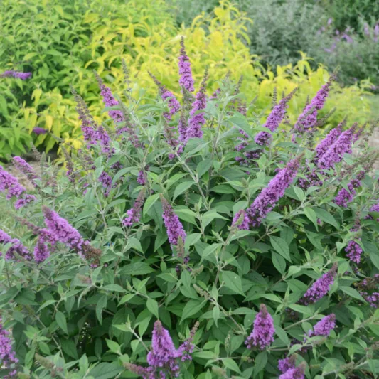 Buddleja 'Orchid Annie', Butterfly Bush 'Orchid Annie', Summer Lilac 'Orchid Annie', deciduous shrub, Pink flowers, fragrant shrub, Pink Buddleja