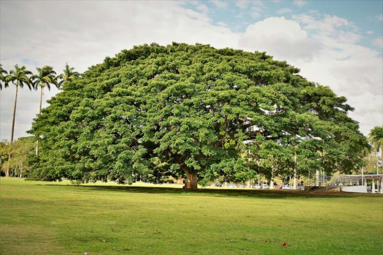 Albizia saman, Saman, Rain Tree, Monkeypod, Samanea saman, pink flowers,  Tropical Shade Tree, Shade Tree