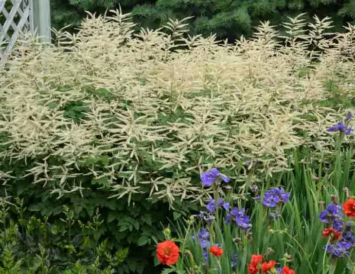 Aruncus Misty Lace, Goat's Beard, Goatsbeard, Aruncus Sylvestris, Spirea Aruncus, White Flowers, Shade Plant, Plants for Shade, Plants for wet soils