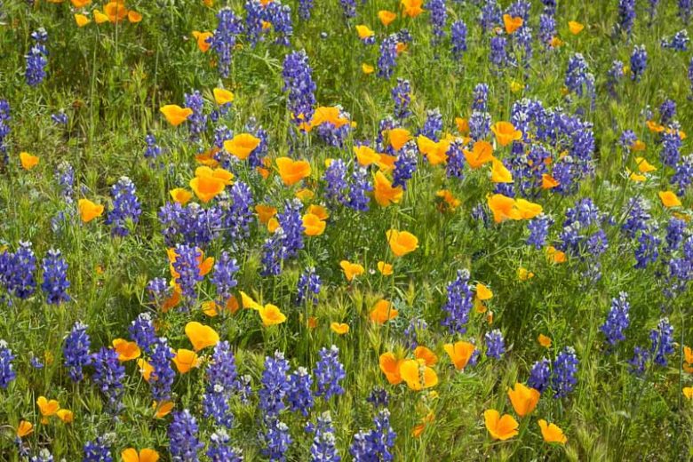 Lupinus bicolor, Miniature Lupine, Miniature Annual Lupine, Pygmy-Leaved Lupine, Blue Flowers, Blue annual