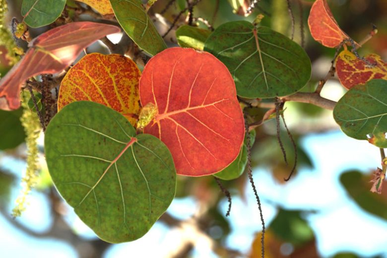 Coccoloba uvifera, Seagrape, Seaside-grape, Sea Grape, Polygonum uvifera, Florida Native Shrub, Florida Native Tree, Evergreen Shrub, Evergreen Tree