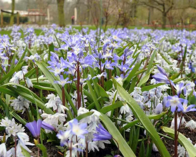 Chionodoxa Blue Giant, Glory of the Snow Blue Giant, Chionodoxa forbesii, Chionodoxa Luciliae, Chionodoxa Gigantea, Spring bulbs, Early Spring bloom, Late winter bloom