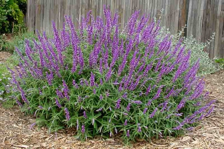 Salvia Leucantha Santa Barbara, Mexican Bush Sage 'Santa Barbara', Mexican Sage 'Santa Barbara', Fall flowering perennial, Purple Flowers
