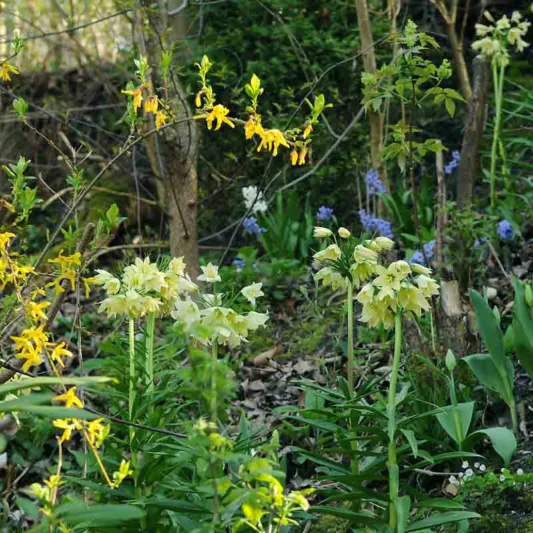 Fritillaria raddeana, Spring Flowers, mid Spring bloom, late Spring bloom, Green Flowers