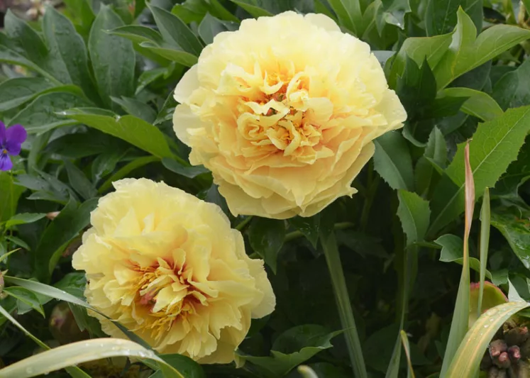 Paeonia 'Garden Treasure', Peony 'Garden Treasure', 'Garden Treasure' Peony, Itoh Peony 'Garden Treasure', Intersectional Peony 'Garden Treasure', Yellow Peonies, Yellow flowers, Fragrant Peonies