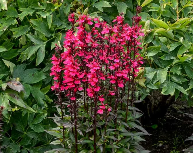 Lobelia x speciosa 'Starship Deep Rose', Lobelia speciosa 'Starship Deep Rose', Cardinal Flower, Rose flowers, Pink flowers