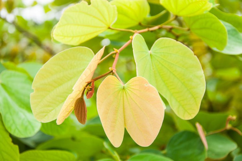 Bauhinia x blakeana, Hong Kong Orchid Tree, Blake's Bauhinia, Pink Flowers, Evergreen Tree