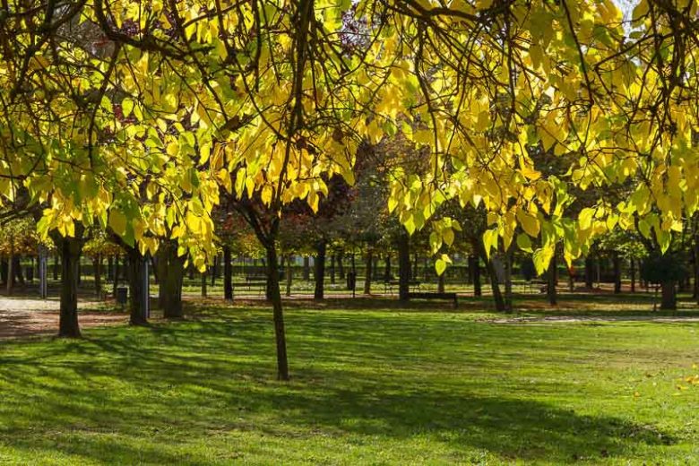 Morus nigra, Black Mulberry, Common Mulberry, Persian Mulberry, Sycamine Tree