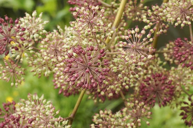 Aralia californica, California Spikenard, Elk's Clover,  Elk Clover, California Native Plants, California Native Perennials
