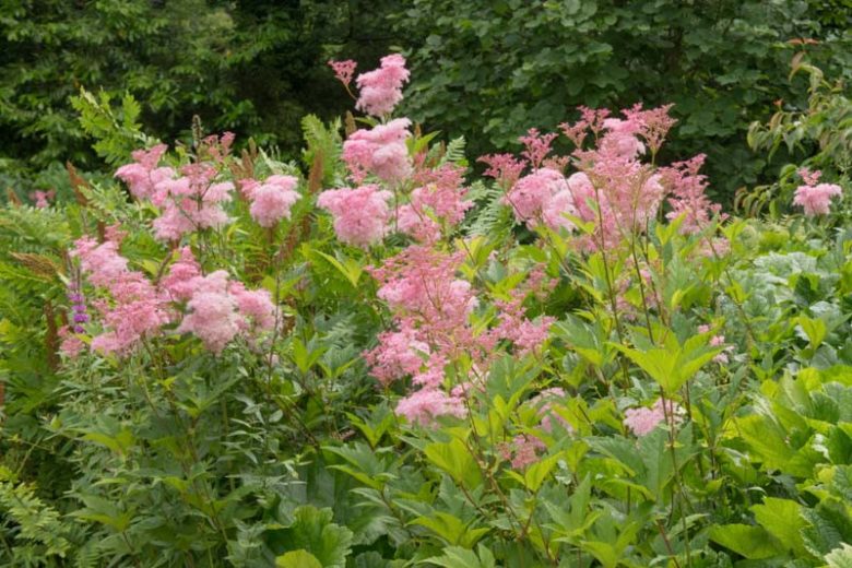 Filipendula Rubra, Queen of the Prairie, Meadowsweet, Pink Flowers