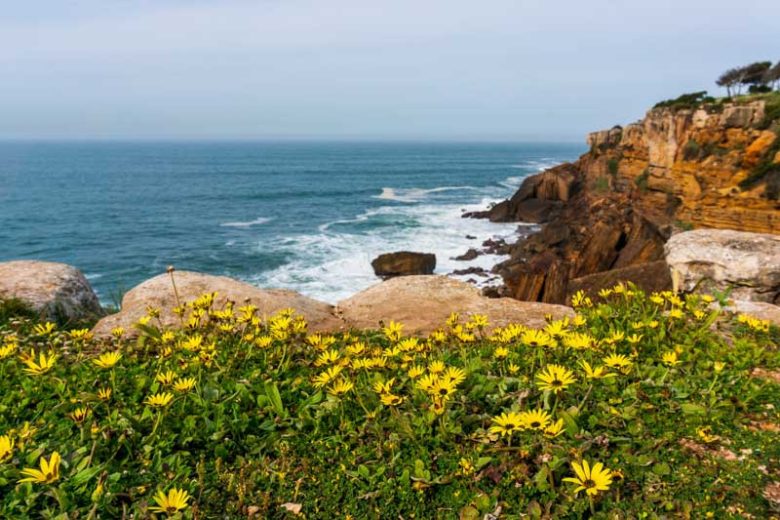 Arctotheca calendula, Cape Weed, Cape Daisy, Cape Dandelion, Cape Marigold, drought tolerant groundcover, ground covers, grouncover, perennial ground cover