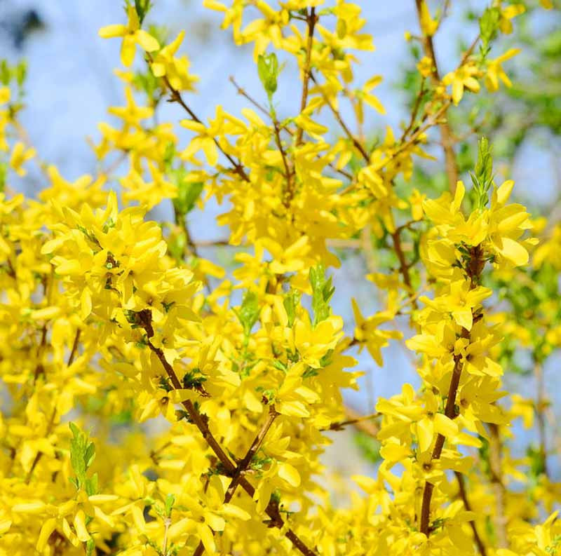 Border Forsythia, Common Forsythia, Korean Forsythia, Early Forsythia, Forsythia intermedia, Forsythia suspensa, Yellow flowers, Winter flowers, Spring Flowers