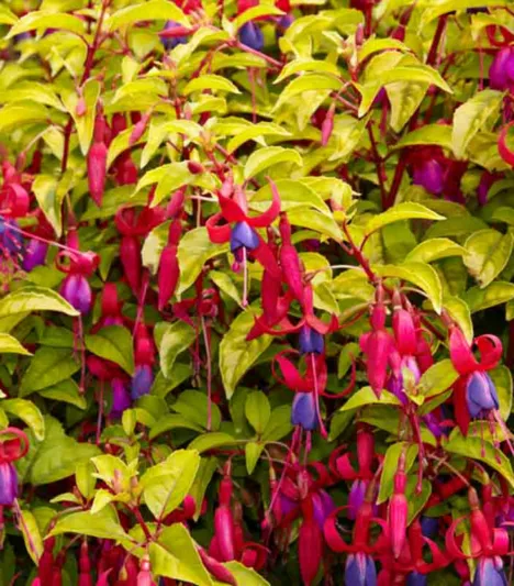 Fuchsia Genii, Hardy Fuchsia Genii, Fuchsia 'Jeanne', Flowering Shrub, Red Flowers, Purple Flowers