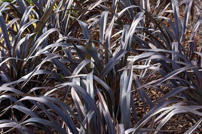 Phormium Tenax, New Zealand Flax, Evergreen Perennial, Common Flax Lily, Flax Bush, New Zealand Hemp, Coastal Flax